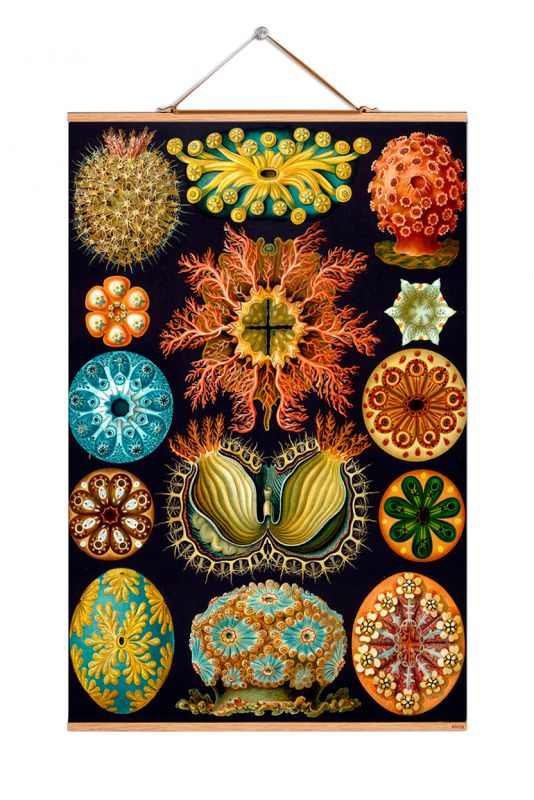 Ernst Heinrich Philipp August Haeckel Poster No 07 eicie EINZELSTÜCK